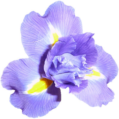 Adhésif décoratif Goudeau Iris