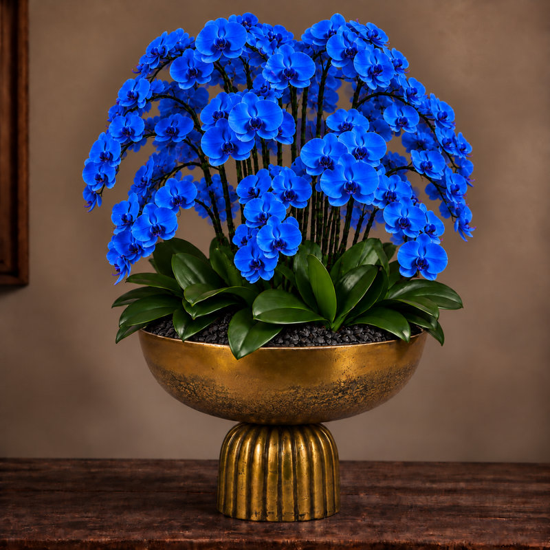 Orchid Arrangement in Hamilton Footed Bowl, Blue