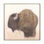 Bison Framed Painting-528795413