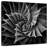 Harnek BW Succulent I-109373232