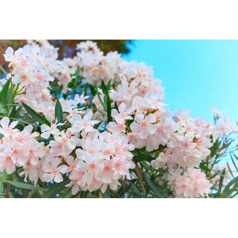White Oleander - Photographie sur toile tendue, H 8 po x l 12 po