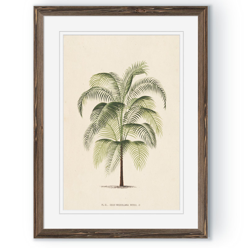 « palmierss iv » par paul cezanne-reproduction d’art sur image, H 16 po x l 22 po x P 1 po, Impression encadrée, érable