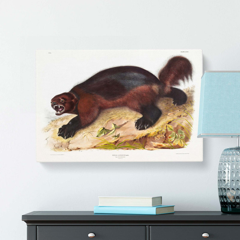 Wolverine by J.W. Audubon - Wrapped Canvas, 35cm H x 50cm W x 3cm D