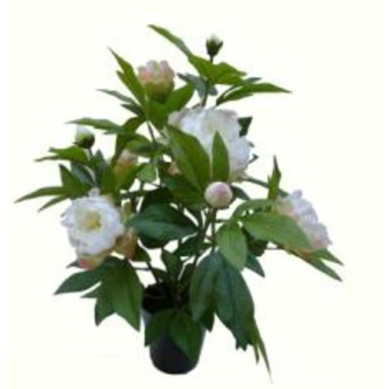 Pivoine verte et blanche en pot