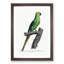 The Rose-Ringed Parakeet by F. Levaillant - Picture Frame Painting Print-55639848-55639854