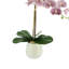 Orchid In A Silver Vase