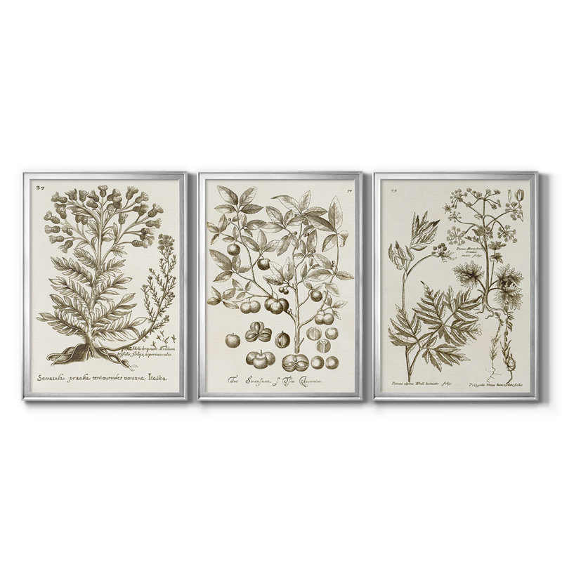 «Sepia Botanical Journal I», toile tendue sur mesure avec châssis, 3 pièces, H 19 po x l 27 po, Argent argent