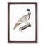 Pucras Pheasant Illustration by John Edward Gray - Picture Frame Painting Print-55601495-55601496