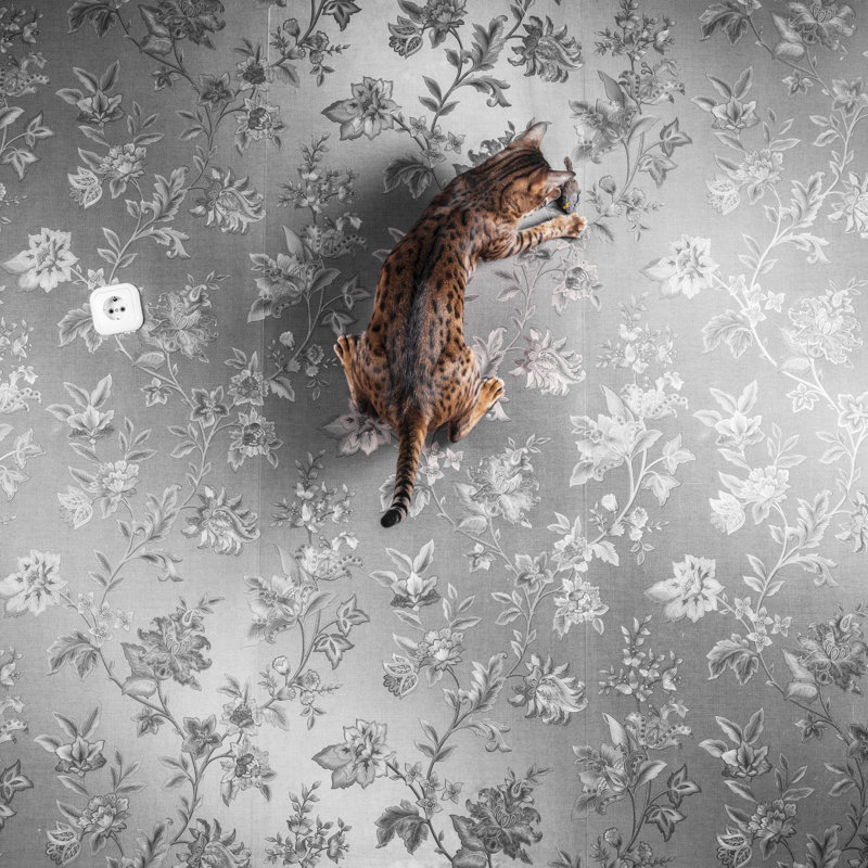 Young Bengal Cat Jumping by Alex Potemkin - Wrapped Canvas Print, 76cm H x 76cm W x 3.8cm D