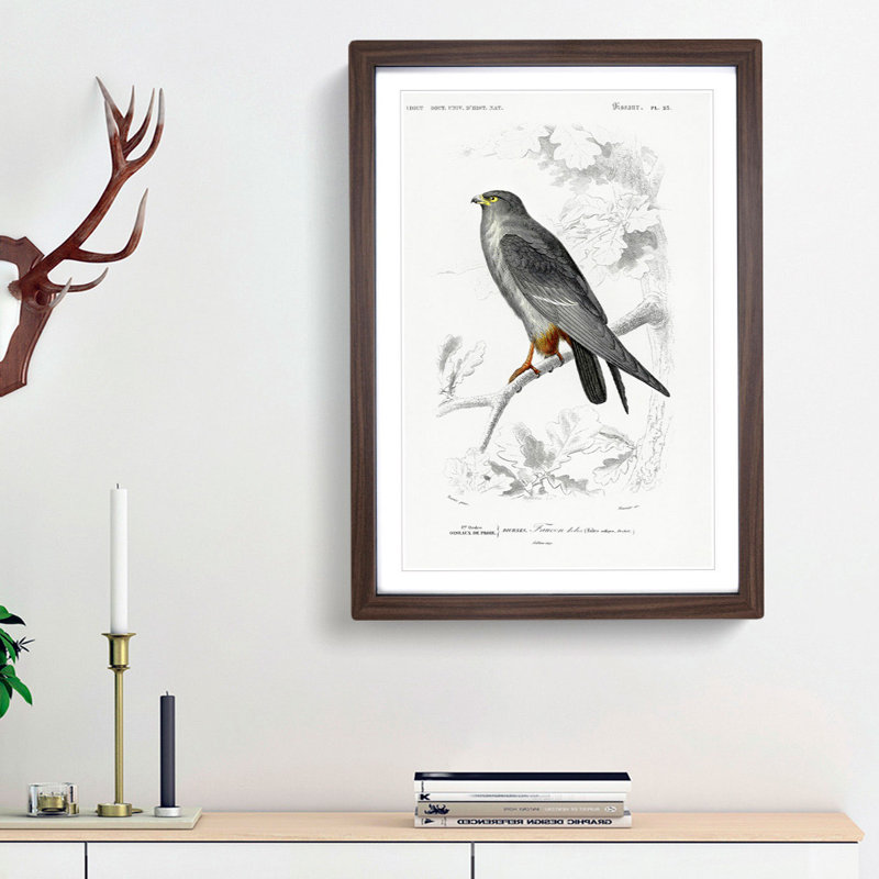 Bird Illustration PL. 25 by Charles D' Orbigny - Single Picture Frame Painting, 63cm H x 45cm W x 2cm D, Walnut Framed