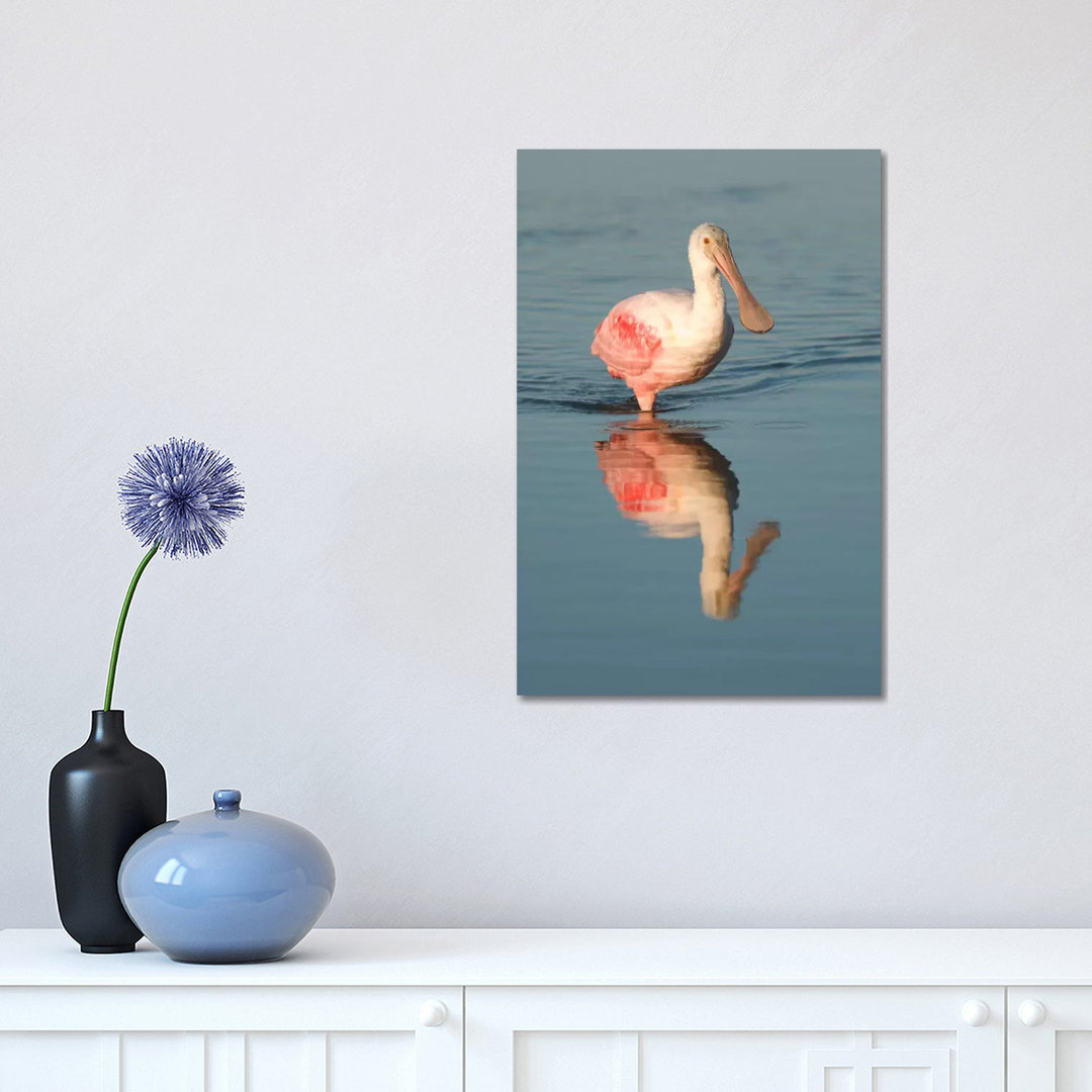 Roseate Spoonbill Wading, Fort Myers Beach, Florida by Steve Gettle - Wrapped Canvas Print