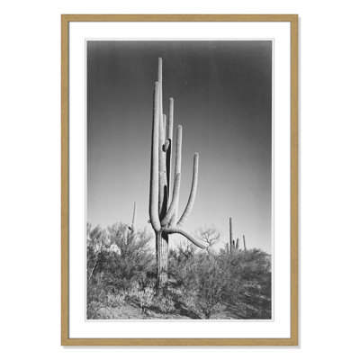 Saguaro National Monument Print by Ansel Adams