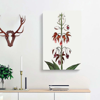 A Chinese Limodoron Plant by R.J. Thornton - Wrapped Canvas
