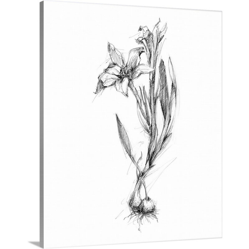 Botanical S croquis I, art mural sur toile, Toile tendue, H 45 po x l 36 po x P 1 po
