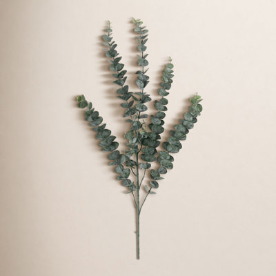 Towering Tall Eucalyptus Stems