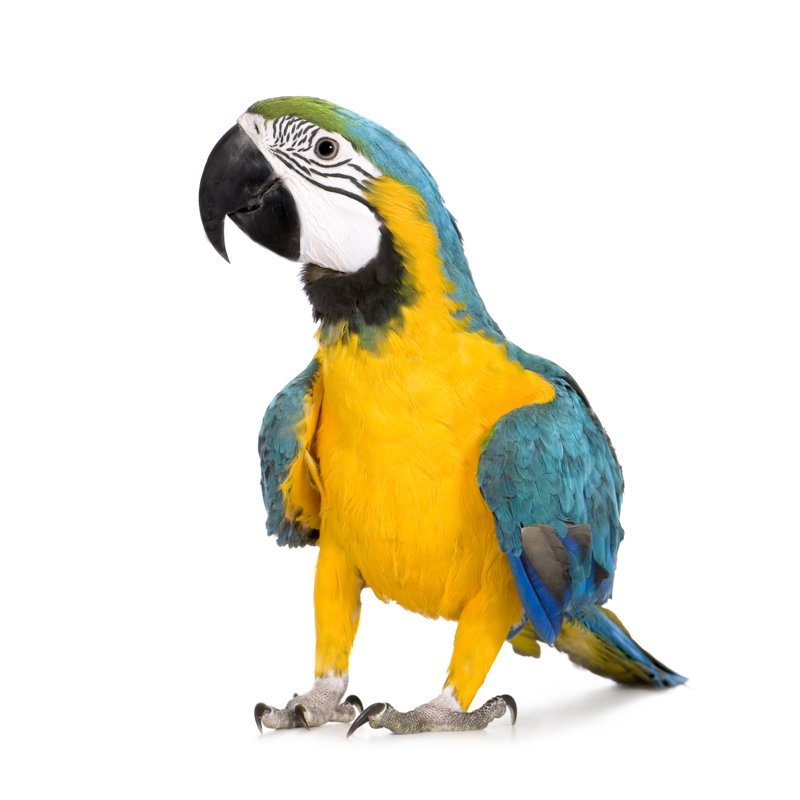 Young Blue-and-Yellow Macaw Ara Ararauna (8 Months) - Wrapped Canvas Print, 51cm H x 51cm W