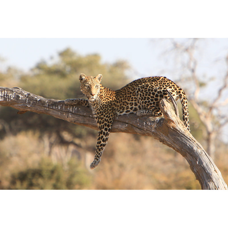 Leopard In Savuti - Wrapped Canvas Print, 30cm H x 46cm W x 3.8cm D