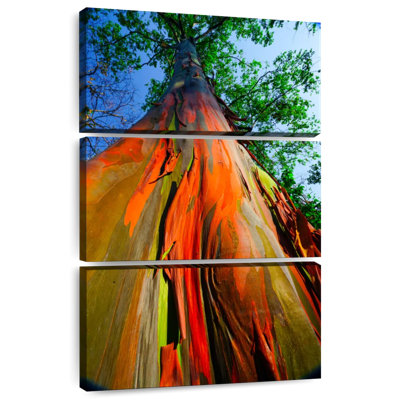 Eucalyptus arc-en-ciel Harnek