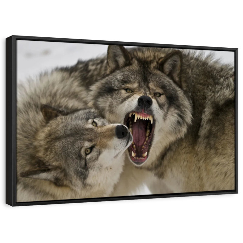 " Wolf Fight Wall Art ", 9" H x 13" W