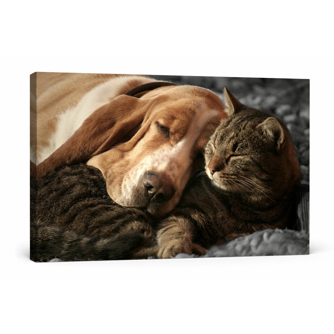 Leinwandbild Katze und Hund kuschelnd