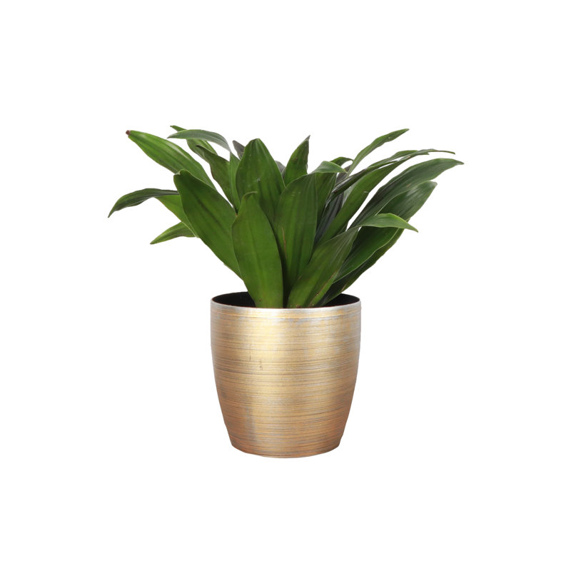 Janet Craig Compacta Dracaena Plant in Pot