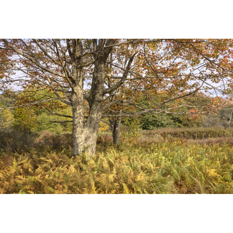 Maple And Ferns by Danny Head - Wrapped Canvas Print, 81cm H x 122cm W