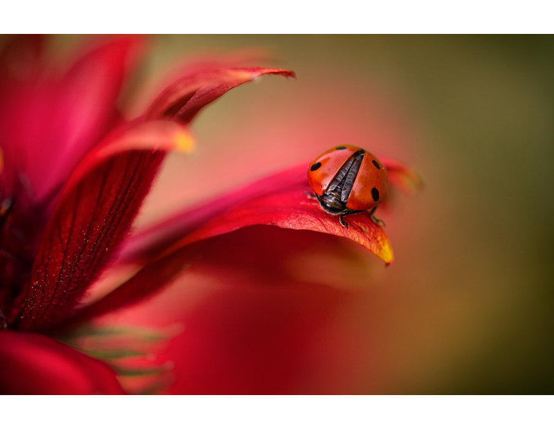 1 Piece Wrapped Canvas Wall Art, 121.92 cm H x 81.28 cm W