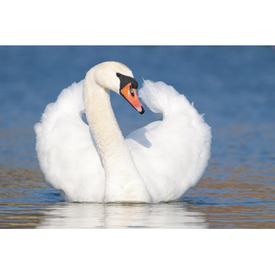 «Mute Swan» par Shurub - Photographie sur toile tendue