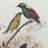 " Bird " 2 - Pieces