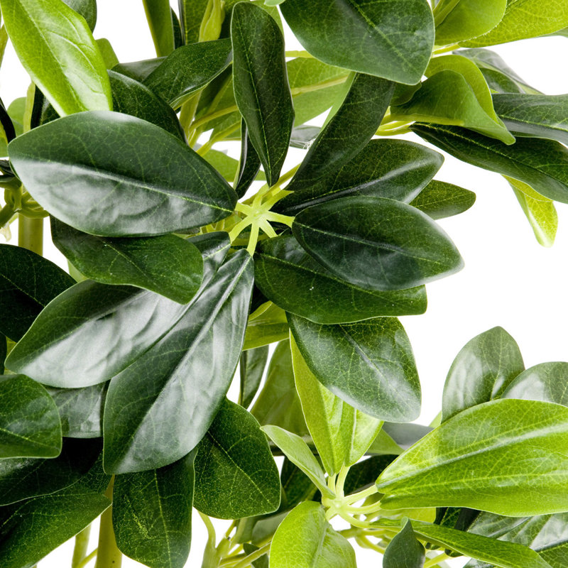 97cm Plant