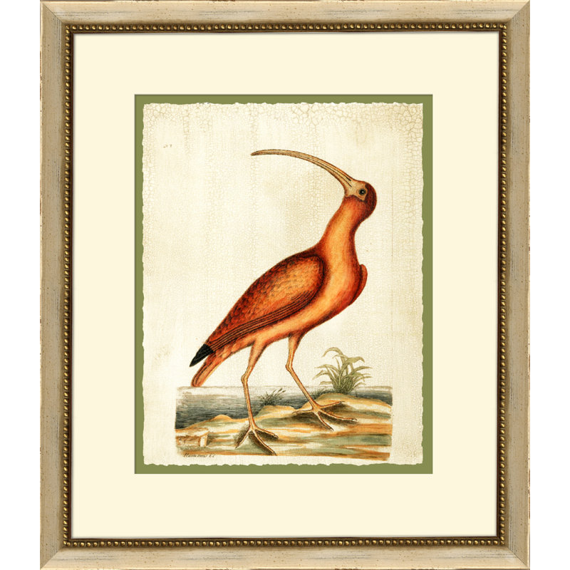 Catesbys Red Cerlew Print