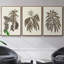 Sépia Botanical Journal VI 3 pièces-97711661-97711663