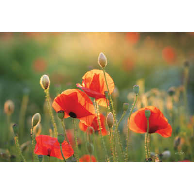 Champ de coquelicots III