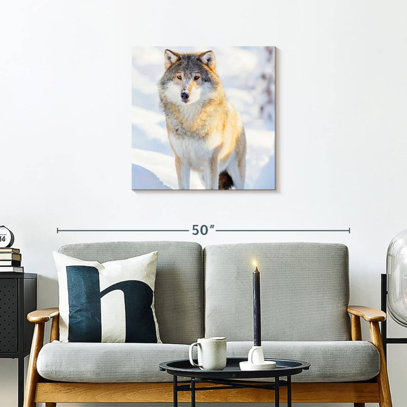 Brampt Winter Gray Wolf