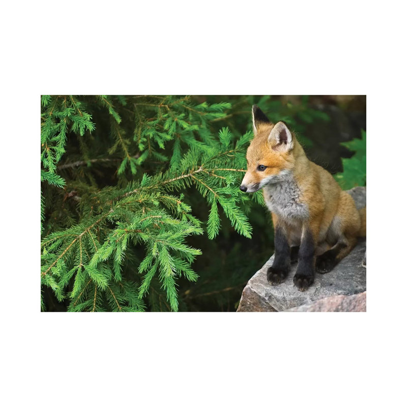 Killarney Provincial Park. Young Red Fox On Rock. by Jaynes Gallery - Wrapped Canvas Gallery-Wrapped Canvas Giclée