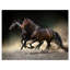 Animaux, chevaux, galop dans le désert, impression-35111693-29495978