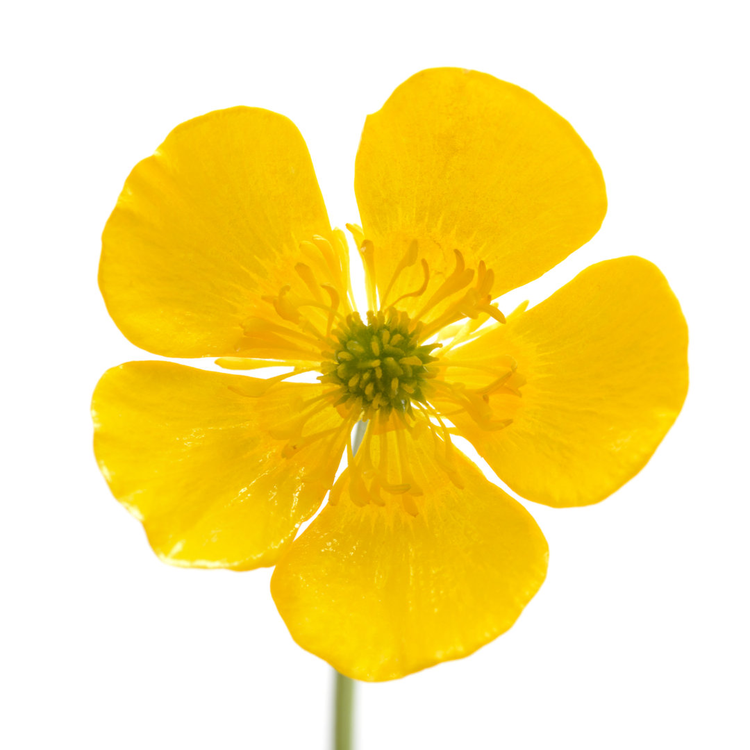 Butterblume Nahaufnahme von AlasdairJames - Druck auf Leinwand ohne Rahmen