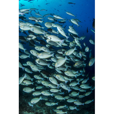 Fish World by Atese - Wrapped Canvas Print