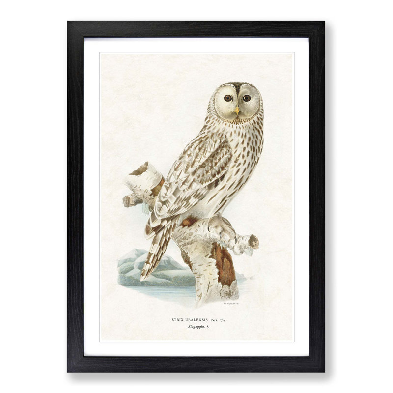 Ural Owl by Von Wright - Picture Frame Graphic Art Print, 48cm H x 36cm W x 2cm D, Black Framed