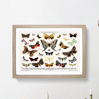 Butterflies & Moths - Picture Frame Graphic Art Print