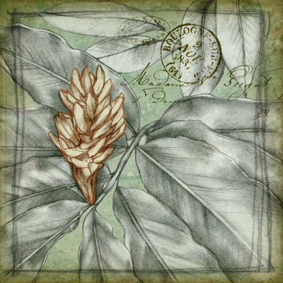 Postmark Tropicals II by Jennifer Goldberger - Wrapped Canvas Art Prints