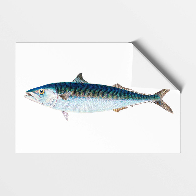 Mackerel Fish by Edward Donovan - Frameless Print, 29.7 cm H x 42 cm W