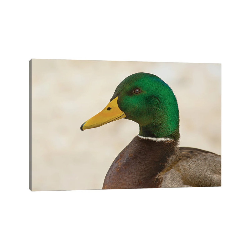Drake Mallard Closeup by Louis Ruth - Wrapped Canvas Print, 66.04 cm H x 45.72 cm W x 1.91 cm D