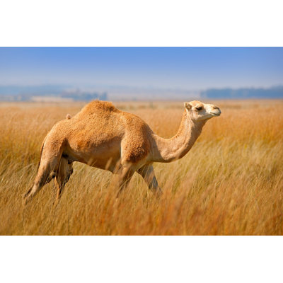 " Arabian Camel "