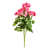 corail