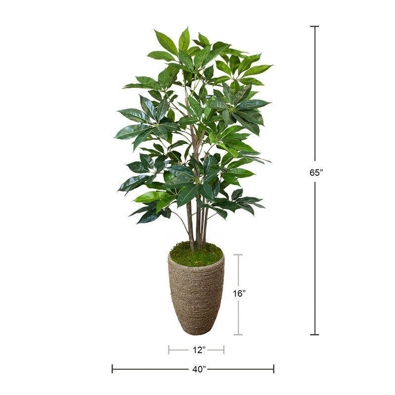 Pot en ciment Schefflera