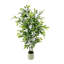 Plant-243702511