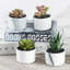 14.5cm Faux Succulent Plant in Ceramic Planter