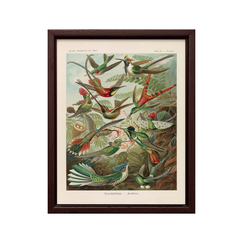 Ernst Haeckel - Colibri, Canvas, 08"H x 10"W, Brown Framed