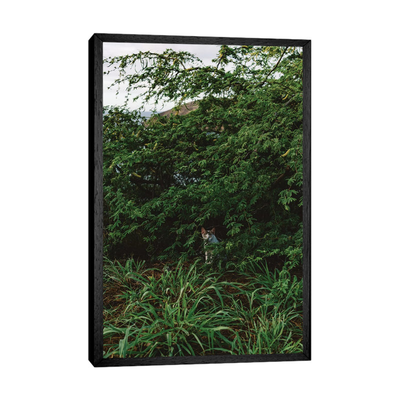 Hawaiian Cat by Bethany Young - Print on Canvas, 101.6cm H x 66.04cm W x 3.81cm D, Black Framed